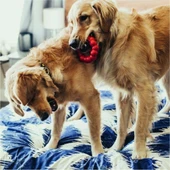 Kong Ring Köpekler için Yüzük Şeklinde Çok Amaçlı Isırma Oyuncağı S/M - 5
