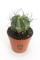 Kaktüs Özel Tür - Astrophytum Capricorne - 1