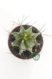 Kaktüs Özel Tür - Astrophytum Capricorne - 2