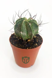Kaktüs Özel Tür - Astrophytum Capricorne - 3