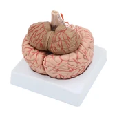 Parçalı Beyin Maketi Model 52 - 3