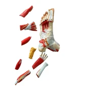 Detaylı Parçalı Ayak Maketi Model 53 - 3