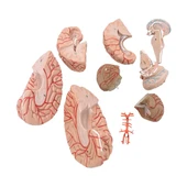 Parçalı Beyin Maketi Model 52 - 4