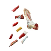 Detaylı Parçalı Ayak Maketi Model 53 - 4