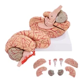 Parçalı Beyin Maketi Model 52 - 1