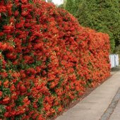 4 ADET Saksıda Ateş Dikeni (pyracantha) Fidanı (80-110 Cm) JMPUWX38 - 2