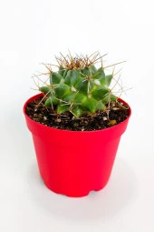 Mammillaria Magnimamma Nadir Kaktüs Özel Tür Nadide Kaktus Tekli Kaktüs 8.5 cm Saksıda - 1