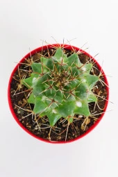 Mammillaria Magnimamma Nadir Kaktüs Özel Tür Nadide Kaktus Tekli Kaktüs 8.5 cm Saksıda - 2