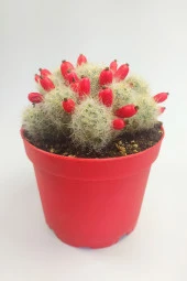 Mammillaria Prolifera Nadide Tür Kaktus 8.5 cm Saksıda - 1