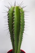 Neobuxbaumia Euphorbia Ideas  Nadide Tür Tekli Özel  Kaktüs 8.5 cm Kırmızı Saksıda - 2
