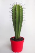 Neobuxbaumia Euphorbia Ideas  Nadide Tür Tekli Özel  Kaktüs 8.5 cm Kırmızı Saksıda - 1