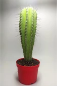 Neobuxbaumia Euphorbia Ideas  Nadide Tür Tekli Özel  Kaktüs 8.5 cm Kırmızı Saksıda - 4
