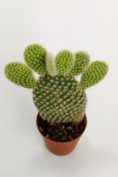 Opuntia Microdasys Albata Tavşan Kulağı Kaktüs Tekli Kaktüs 5.5 cm Saksıda - 3