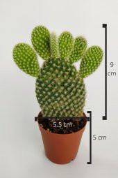 Opuntia Microdasys Albata Tavşan Kulağı Kaktüs Tekli Kaktüs 5.5 cm Saksıda - 4