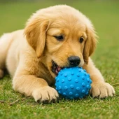 Köpek Oyun Topu - 3