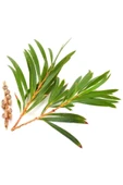 Balen Çay Ağacı Yağı 20 ml - 3