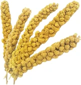 Vitaking Kuşlar İçin Doğal Sarı Dal Darı 100 gr - 1