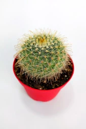 Parodia Chrysacanthion Altın Toz Puf Nadir Kaktüs Özel Tür Nadide Kaktus Tekli Kaktüs 8.5 cm - 3