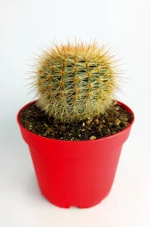 Parodia Formasa Nadir Kaktüs Özel Tür Nadide Kaktus Tekli Kaktüs 8.5 cm Saksıda - 1