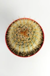 Parodia Formasa Nadir Kaktüs Özel Tür Nadide Kaktus Tekli Kaktüs 8.5 cm Saksıda - 2