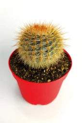 Parodia Formasa Nadir Kaktüs Özel Tür Nadide Kaktus Tekli Kaktüs 8.5 cm Saksıda - 3