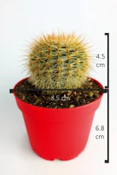 Parodia Formasa Nadir Kaktüs Özel Tür Nadide Kaktus Tekli Kaktüs 8.5 cm Saksıda - 4