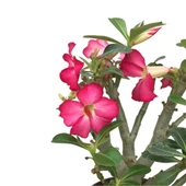 Adenium Obesum (Çöl Gülü) thumbnail 2