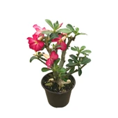 Adenium Obesum (Çöl Gülü) thumbnail 1
