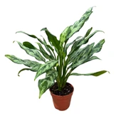 Aglaonema Juliette (Çin Herdemyeşili) thumbnail 1