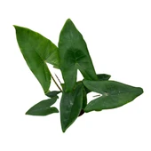 Alocasia Zebrina (Fil Kulağı) thumbnail 2