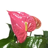 Anthurium Andraeanum 'Pink' (Flamingo Çiçeği) thumbnail 1