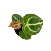 Anthurium Crystallinum 'Silver Blush' thumbnail 2