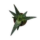 Aloe Variegata (Kaktüs) thumbnail 2