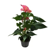 Anthurium Andraeanum 'Pink' (Flamingo Çiçeği) thumbnail 2