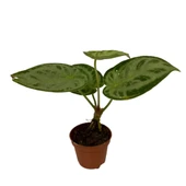 Anthurium 'Silver Blush' thumbnail 1