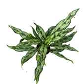 Aglaonema Juliette (Çin Herdemyeşili) thumbnail 2
