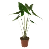 Alocasia Zebrina (Fil Kulağı) thumbnail 1