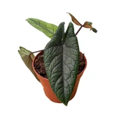 Alocasia Scalprum (Fil Kulağı) thumbnail 2