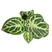 Anthurium Crystallinum thumbnail 2