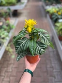 Aphelandra Squarrosa (Zebra Çiçeği) - 3