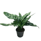 Aglaonema 'Maria' (Çin Herdemyeşili) thumbnail 1