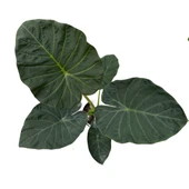 Alocasia 'Regal Shield' (Fil Kulağı) thumbnail 2