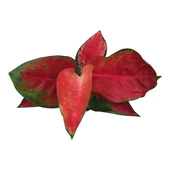 Aglaonema ‘Red Zircon’ (Çin Herdemyeşili) thumbnail 2