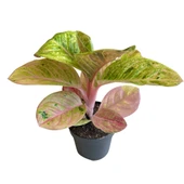 Aglaonema 'Apple Fantasy' (Çin Herdemyeşili) thumbnail 1