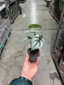 Alocasia 'Silver Dragon' (Fil Kulağı) thumbnail 3