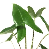 Alocasia Zebrina (Fil Kulağı) thumbnail 2