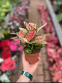 Aglaonema 'Dud Unyamanee' (Çin Herdemyeşili) thumbnail 3