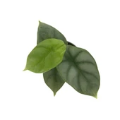 Alocasia 'Silver Dragon' (Fil Kulağı) thumbnail 2