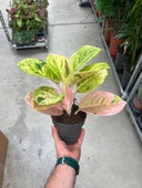 Aglaonema 'Apple Fantasy' (Çin Herdemyeşili) thumbnail 3