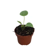 Anthurium Veitchii thumbnail 1